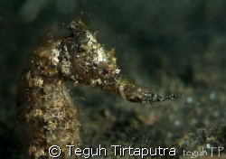 Found this common sea horse swimming around the bottom, a... by Teguh Tirtaputra 